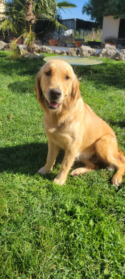 Étalon Golden Retriever - Asha Du plateau des abeilles