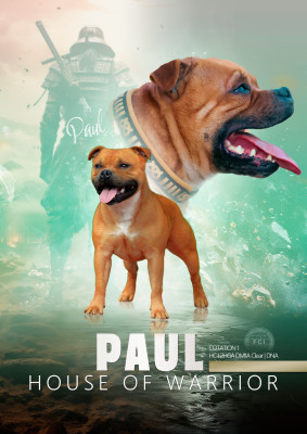 Étalon Staffordshire Bull Terrier - Paul House Of Warrior