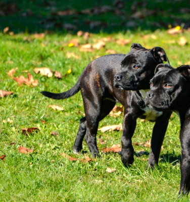Étalon Staffordshire Bull Terrier - Royal and Legendary Alone heart
