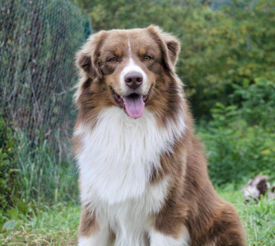 Étalon Berger Australien - Shepherds Of Paradise Vladimyr