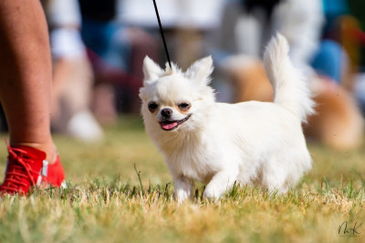Étalon Chihuahua - CH. elin land Tatushka