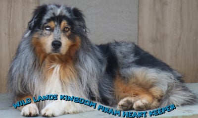 Étalon Berger Australien - Wild Lands Kingdom Piram heart keeper