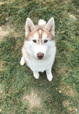 Étalon Siberian Husky - Arkouna Dream's Urka love