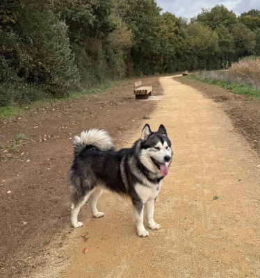 Étalon Alaskan Malamute - Usher de laouen ki