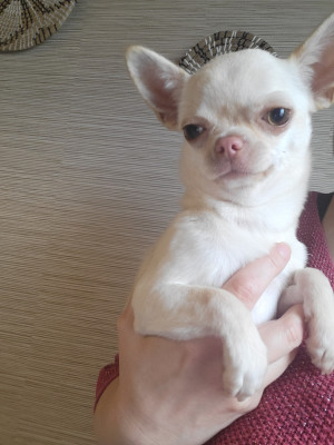 Du Chêne Brisé Arya