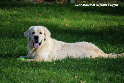 Étalon Golden Retriever - Very best friend Oppus Grande Golden