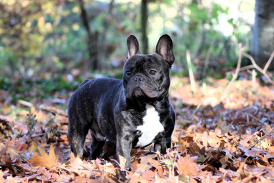 Étalon Bouledogue français - JCH U2 sunday bloody sunday Des Perles De Culture D'Akoya