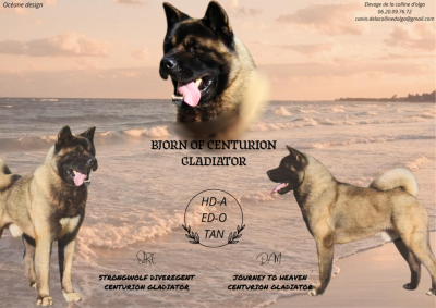Étalon Akita americain - Bjorn of centurion gladiator