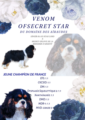 Étalon Cavalier King Charles Spaniel - CH. Venom OfSecret Star du Domaine des Airaudes