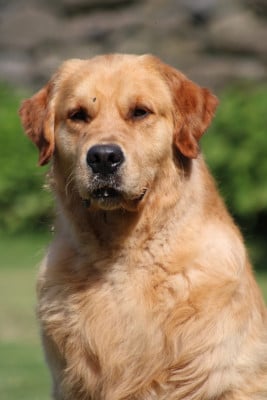 Étalon Golden Retriever - Ultimate gold edition Angels of Tara}