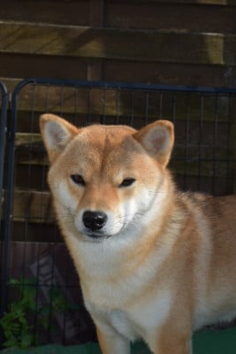 Étalon Shiba - Perfect World Legacy Venice beach