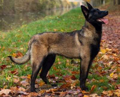 Étalon Berger Belge - Apocalypse De L'Odyssée D'Hèra