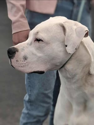 Étalon Dogo Argentino - Ades du domaine de Giulaxe
