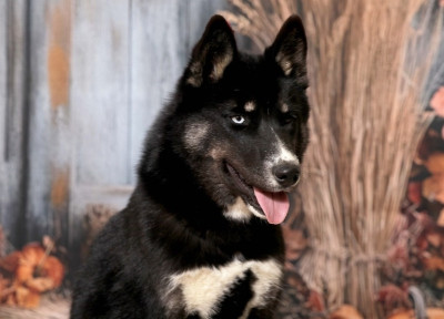 Étalon Siberian Husky - Aurora australis dit astrale Of Umok's Dreams