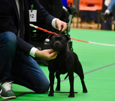 Étalon Staffordshire Bull Terrier - Skillstaff Videl _