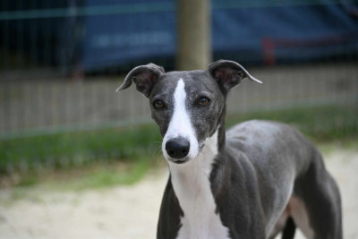 Étalon Whippet - Ullia (Sans Affixe)