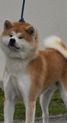 Étalon Akita - Katsunori - go senshi -shima