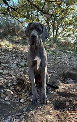 Étalon Dogue allemand - Aska louna de l’outsaïna