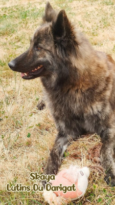 Étalon Berger hollandais - Ska Des Lutins Du Darigat