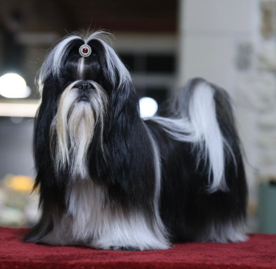 Étalon Shih Tzu - CH. Valentino De La Nuit Etoilée De Méline