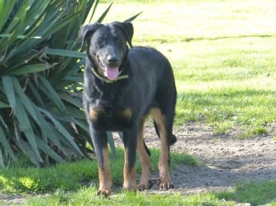 Étalon Berger de Beauce - Plume or green eternelle du royaume d elsa