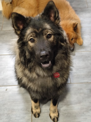 Étalon Eurasier - Astral Nova Du Val De La Fenouillere