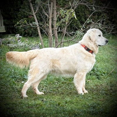 Étalon Golden Retriever - Ayuka des Vignes du Broca