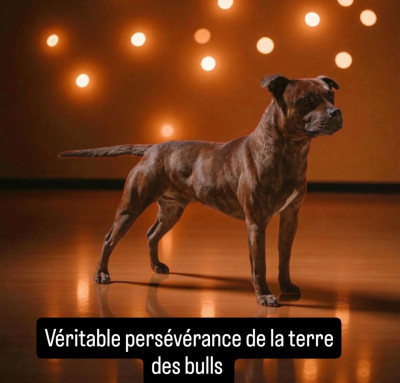 Étalon Staffordshire Bull Terrier - Veritable perseverance De La Terre Des Bulls