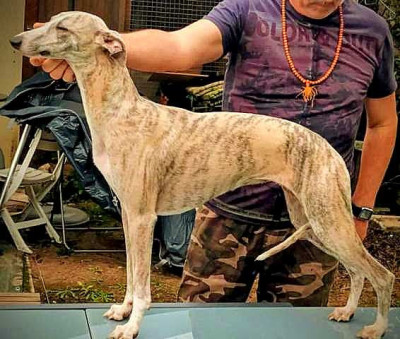 Étalon Whippet - Vanity fair du castel minervois