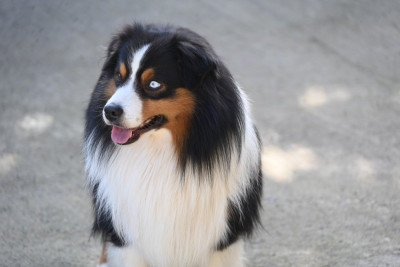 Étalon Berger Américain Miniature - Sinbad the sailor du Pays de l'Auvézère