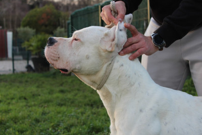 Étalon Dogo Argentino - Léon Del naitupe