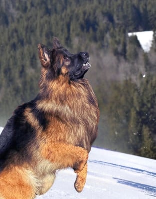 Étalon Berger Allemand Poil Long - Uno Des Trois Lieux