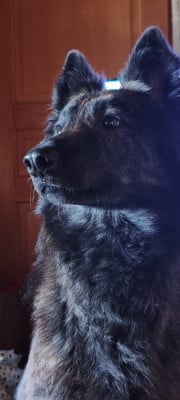 Étalon Berger hollandais - Utopie Des Lutins Du Darigat