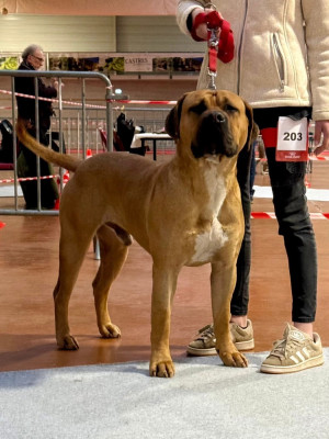 Étalon Dogo Canario - Veni vidi vici Los Nobles Del Norte