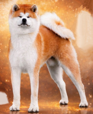 Étalon Akita - Katsunori - go senshi -shima