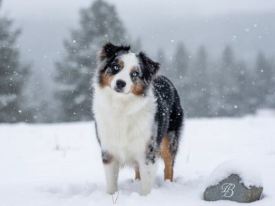 Étalon Berger Américain Miniature - Chelsea - siana (Sans Affixe)