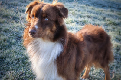 Étalon Berger Australien - Sanaé Des Highlands Du Sud