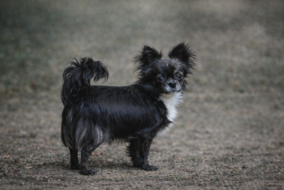 Étalon Chihuahua - Uyanah Des Minis Bombes