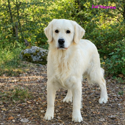 Étalon Golden Retriever - sky pride Voice