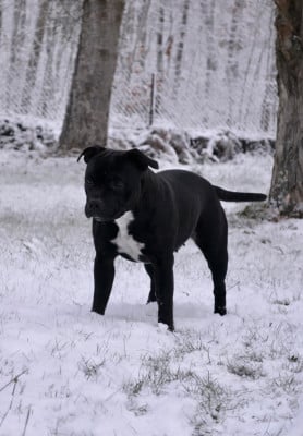 Étalon Staffordshire Bull Terrier - Royal and Legendary Alone heart