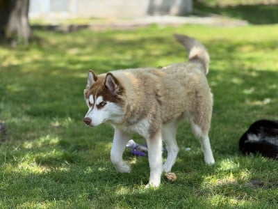 Étalon Siberian Husky - Liubov's Vangelis