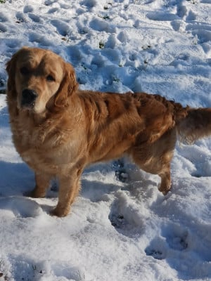 Étalon Golden Retriever - Victoria-queen de la vallée Morgane