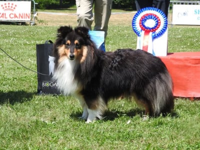 Étalon Shetland Sheepdog - CH. Velours noire Du castel de belle rose
