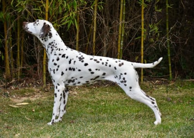 image de Terceira trésor des 4 Korrigans