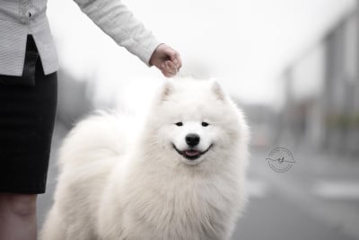 Étalon Samoyède - CH. zvyozdnyi mir Hunter jack pot