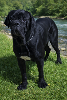 Étalon Cane Corso - Tyson de Roz Ar Gall