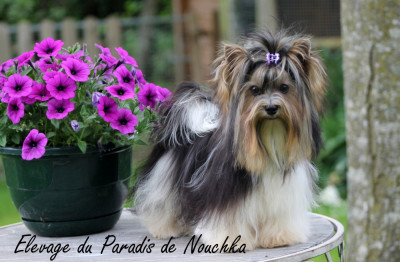 Étalon Biewer Terrier - "Sasha" Kent Lapik haus black bist