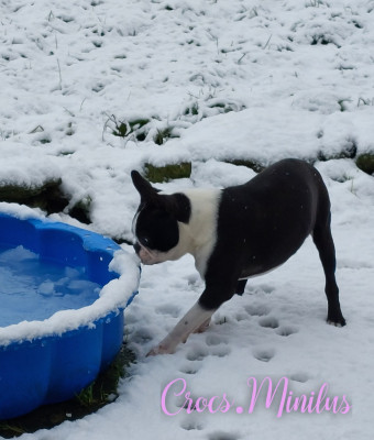 Étalon Boston Terrier - Alea jacta est de Crocs Minilus