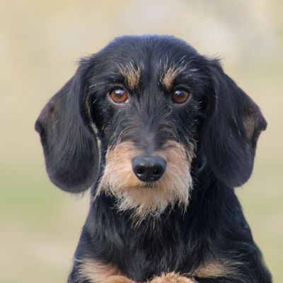 Étalon Teckel poil dur - CH. Ilex Auréu's Sabactès