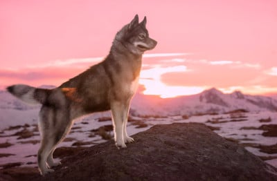 Étalon Siberian Husky - Venom's death Des Etoiles Des Glaciers